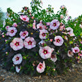 hibiscus PERFECT STORM huge multi colored flowers hardy perennial = 1 Potted Garden Plant