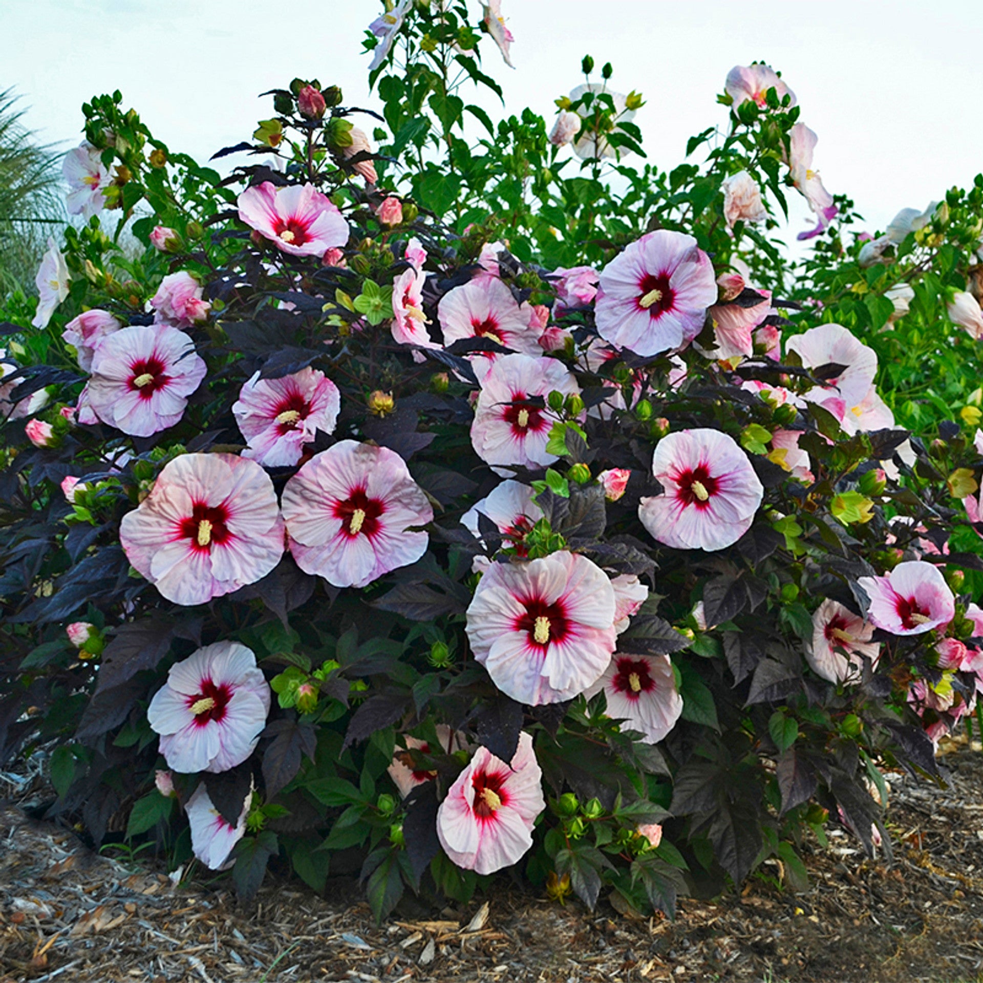 hibiscus PERFECT STORM huge multi colored flowers hardy perennial = 1 Potted Garden Plant