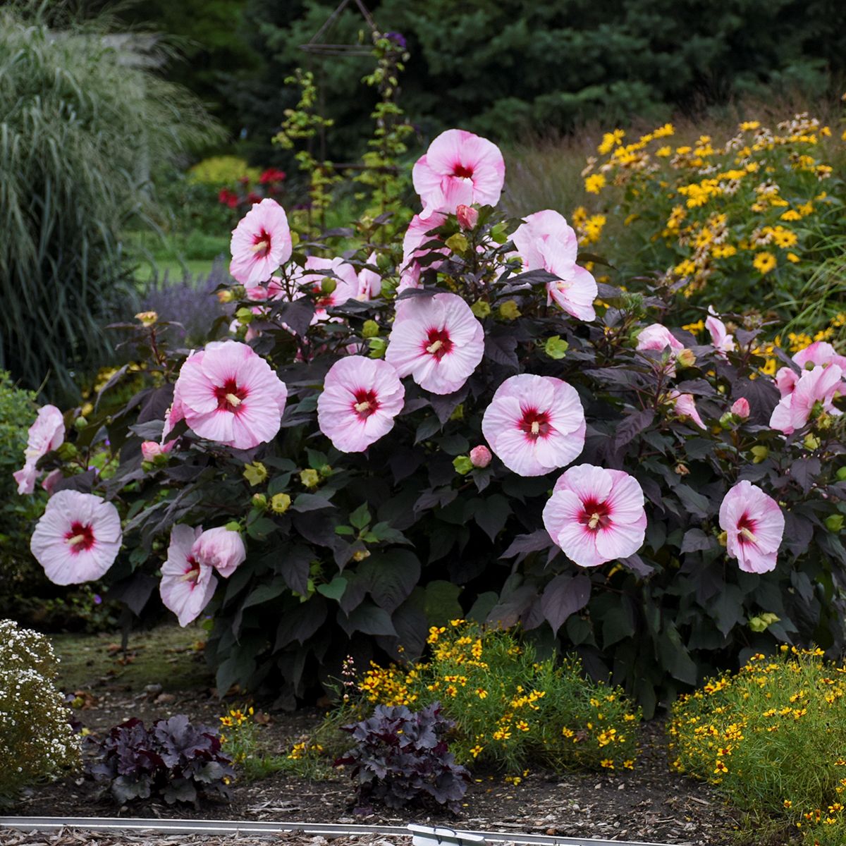 hibiscus PERFECT STORM huge multi colored flowers hardy perennial = 1 Potted Garden Plant