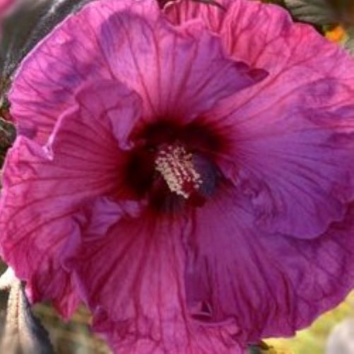 hibiscus PLUM CRAZY huge purple flowers hardy perennial = 1 Potted Garden Plant