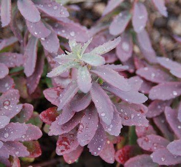 sedum PLUM PERFECTION succulent drought tolerant hardy perennial = 1 Potted Garden Plant
