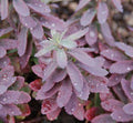 sedum PLUM PERFECTION succulent drought tolerant hardy perennial = 1 Potted Garden Plant