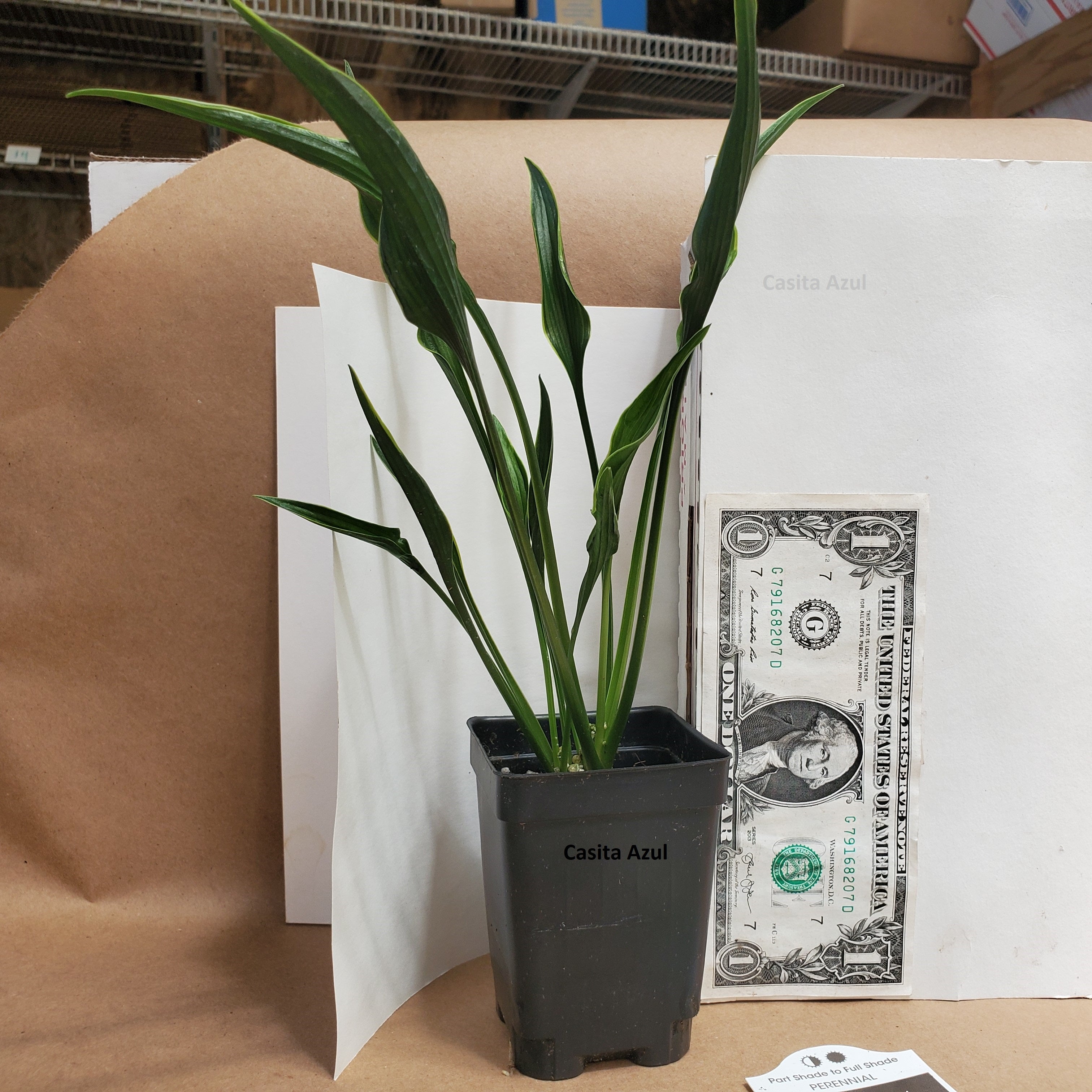 hosta PRAYING HANDS small reliable thick shade perennial = 1 Potted Garden Plant