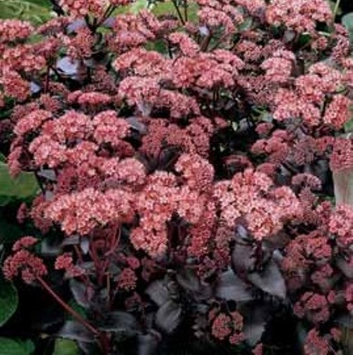 sedum PURPLE EMPEROR succulent drought tolerant hardy perennial = 1 Potted Garden Plant
