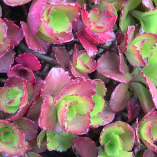 sedum RUBY MANTLE succulent drought tolerant hardy perennial = 1 Potted Garden Plant