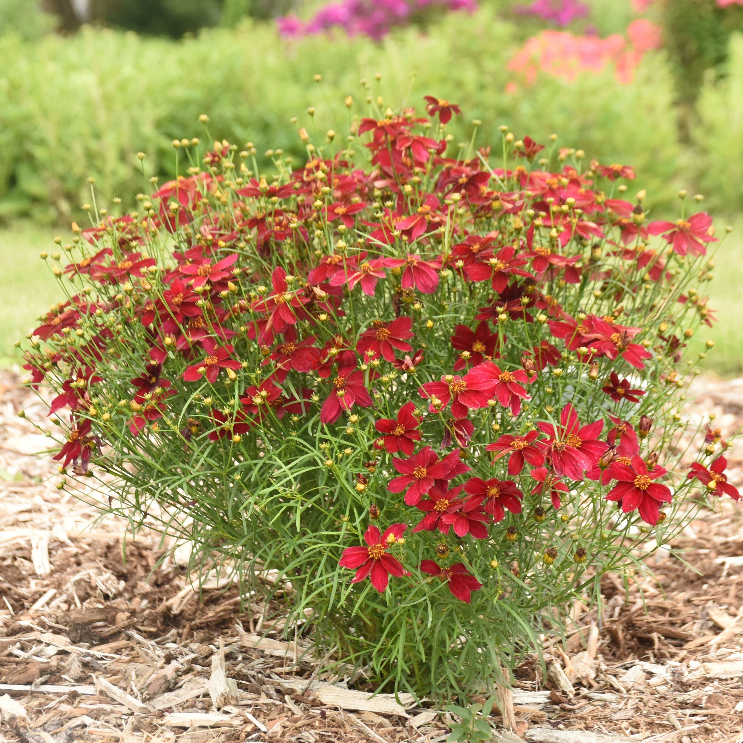 coreopsis Scarlet Ribbons verticillata tickseed hardy perennial = 1 Potted Garden Plant
