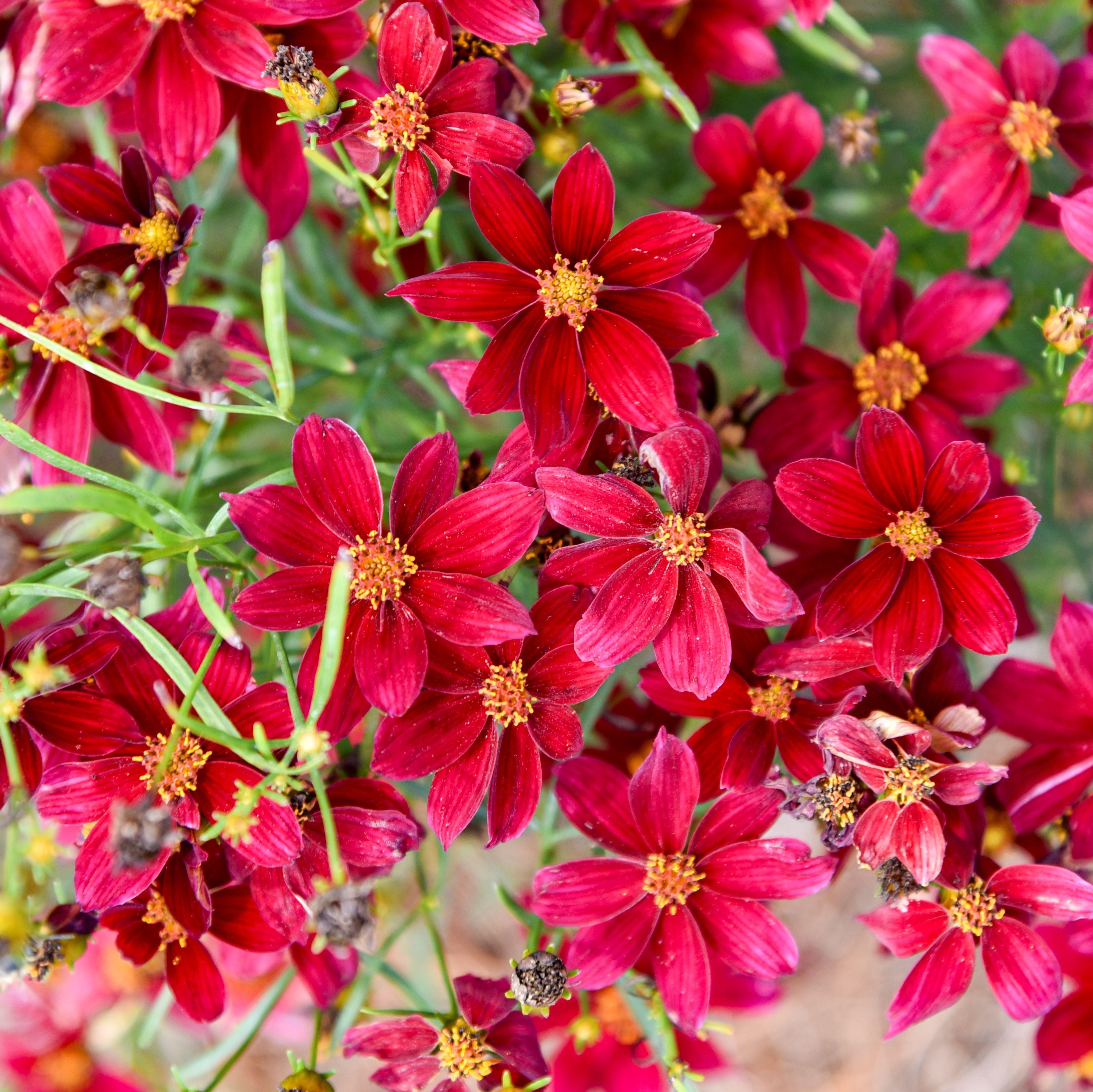 coreopsis Scarlet Ribbons verticillata tickseed hardy perennial = 1 Potted Garden Plant