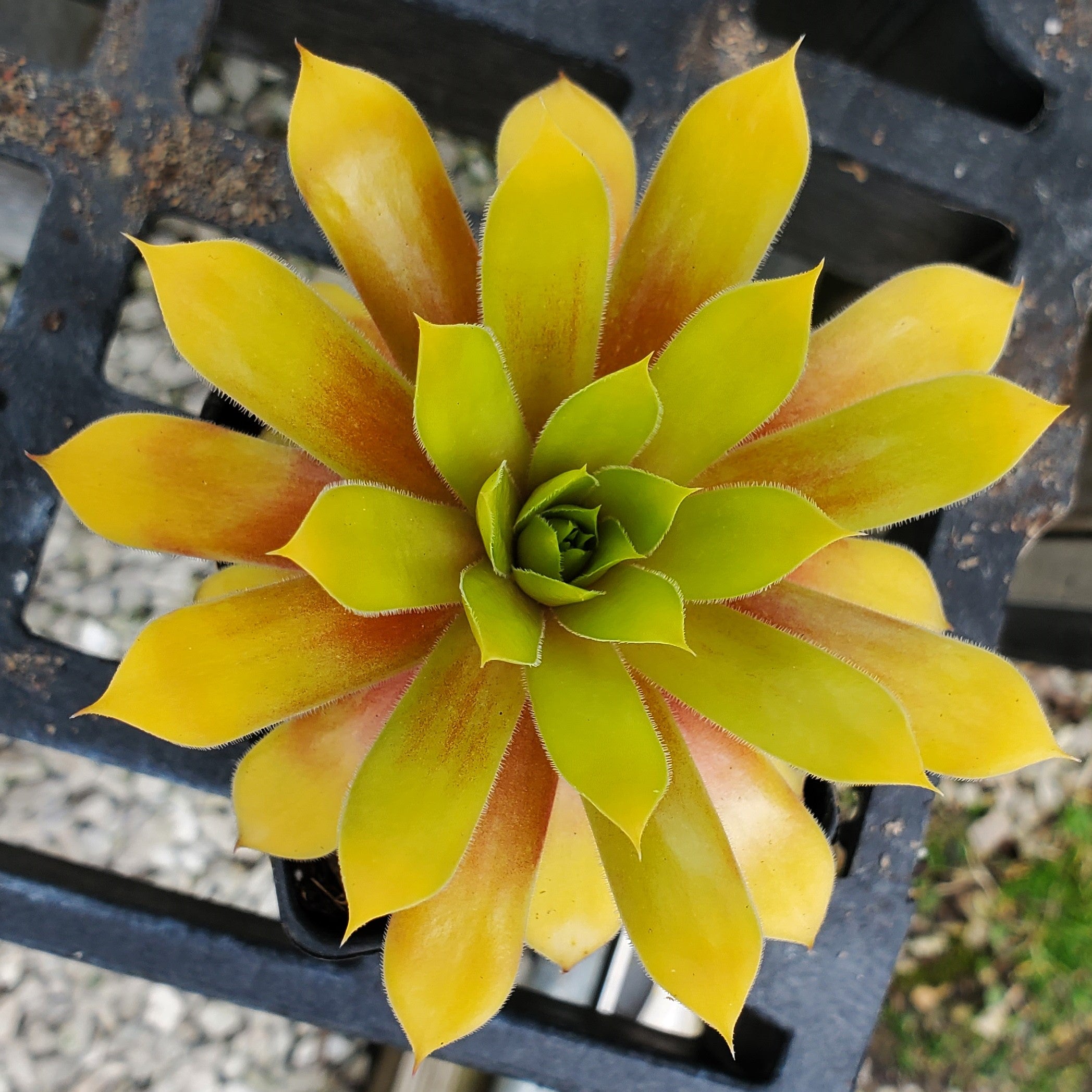 sempervivum GOLD NUGGET hen and chicks succulent Charms hardy perennial = 1 Potted Garden Plant