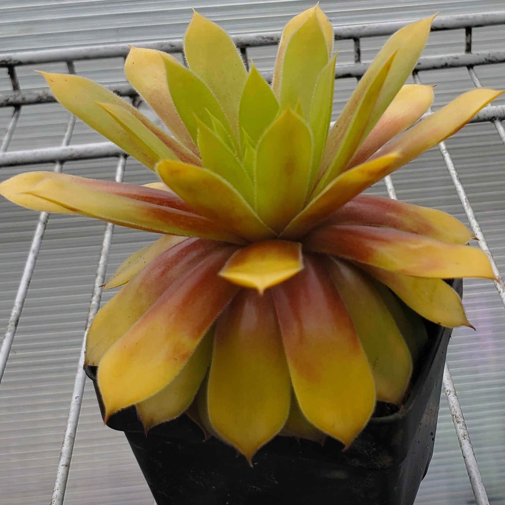 sempervivum GOLD RUSH hen and chicks succulent Charms hardy perennial = 1 Potted Garden Plant