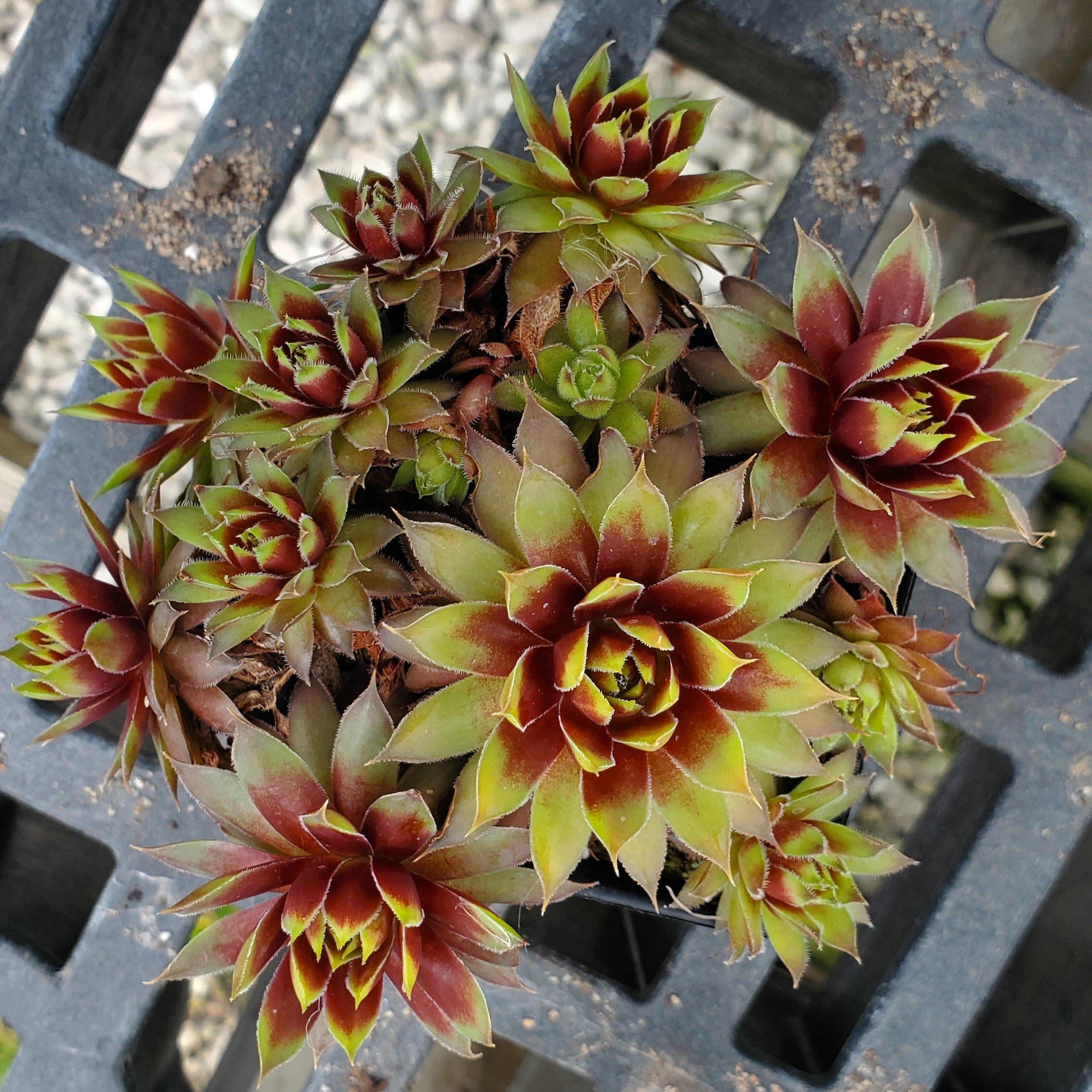 sempervivum GOLD RUSH hen and chicks succulent Charms hardy perennial = 1 Potted Garden Plant