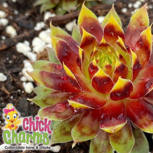 sempervivum GOLD RUSH hen and chicks succulent Charms hardy perennial = 1 Potted Garden Plant