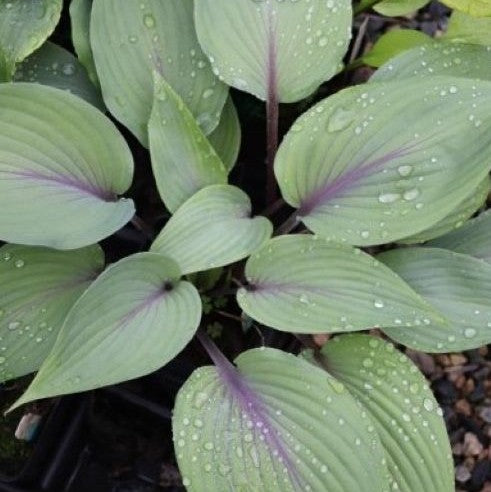 hosta SIP OF WINE small red purple new rare shade perennial = 1 Potted Garden Plant