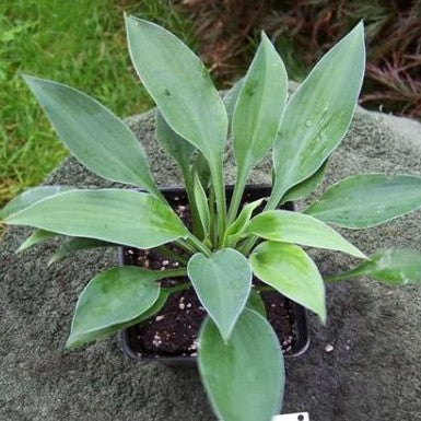 hosta SLIM & TRIM mini rare new blue shade perennial = 1 Potted Garden Plant