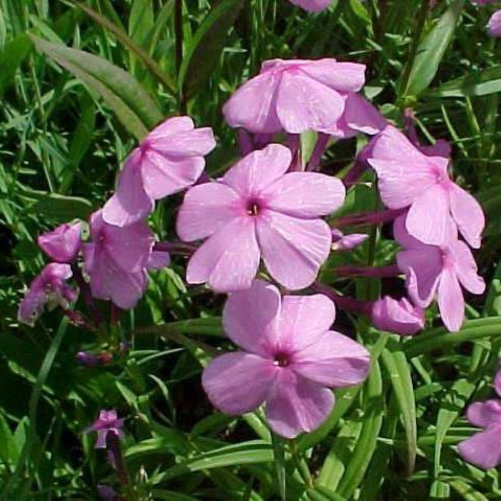 phlox SMOOTH PHLOX [cut back] glaberrima native tall flowers hardy perennial = 1 Potted Garden Plant