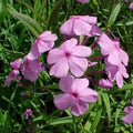 phlox SMOOTH PHLOX glaberrima native tall flowers hardy perennial = 1 Potted Garden Plant