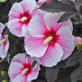hibiscus STARRY STARRY NIGHT huge pink flowers hardy perennial = 1 Potted Garden Plant