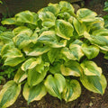 hosta SUMMER BREEZE [cut back] medium vigorous shade perennial = 1 Potted Garden Plant