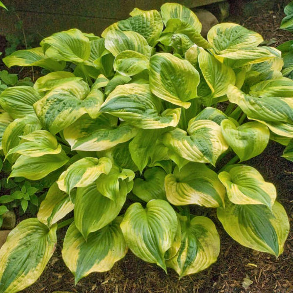 hosta SUMMER BREEZE [cut back] medium vigorous shade perennial = 1 Potted Garden Plant