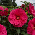 hibiscus SUMMER IN PARADISE huge cerise red flowers hardy perennial = 1 Potted Garden Plant