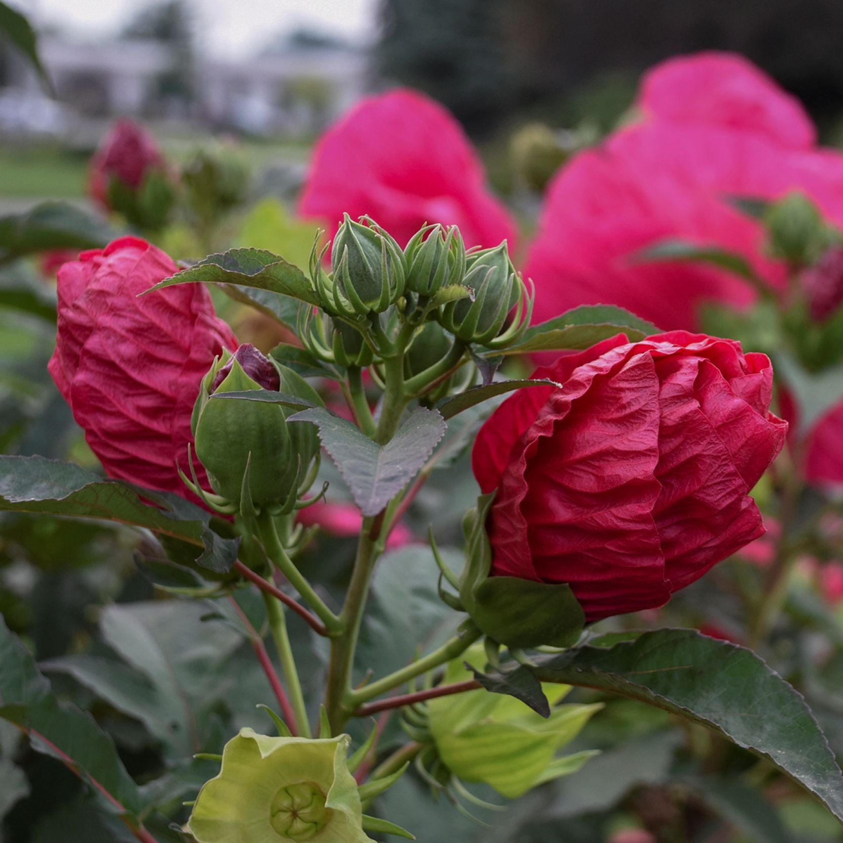 hibiscus SUMMER IN PARADISE huge cerise red flowers hardy perennial = 1 Potted Garden Plant