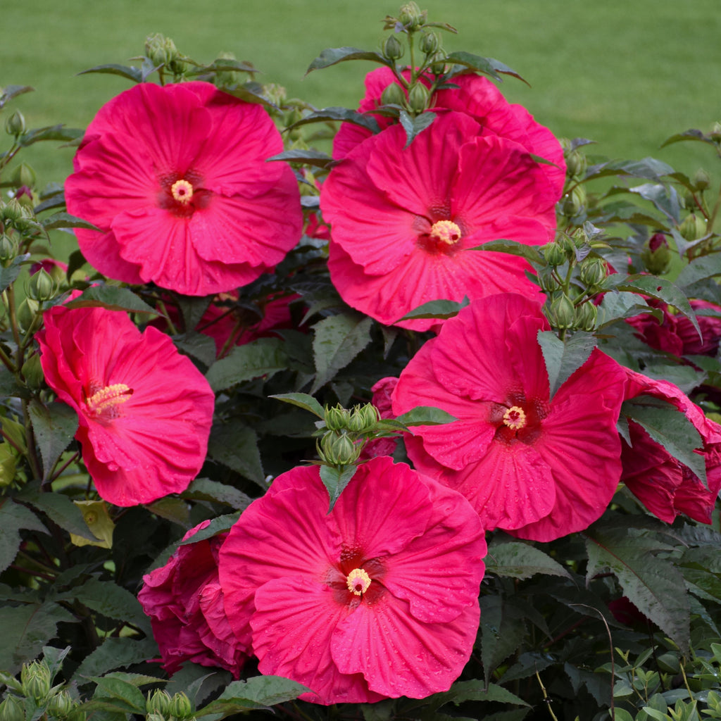 hibiscus SUMMER IN PARADISE huge cerise red flowers hardy perennial = 1 Potted Garden Plant