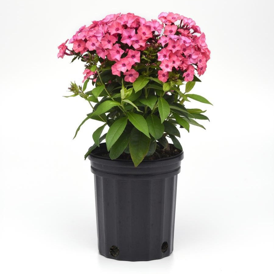 Phlox SUPER KA-POW CORAL tall flowers hardy perennial = 1 Potted Garden Plant