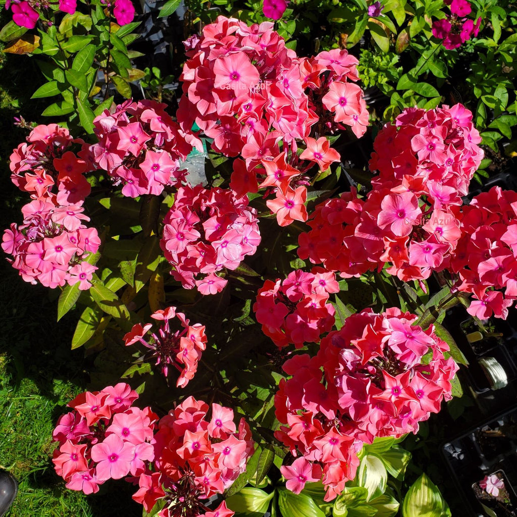 Phlox SWEET SUMMER DREAM tall flowers hardy perennial = 1 Potted Garden Plant (Copy)