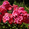 Phlox SWEET SUMMER DREAM tall flowers hardy perennial = 1 Potted Garden Plant (Copy)