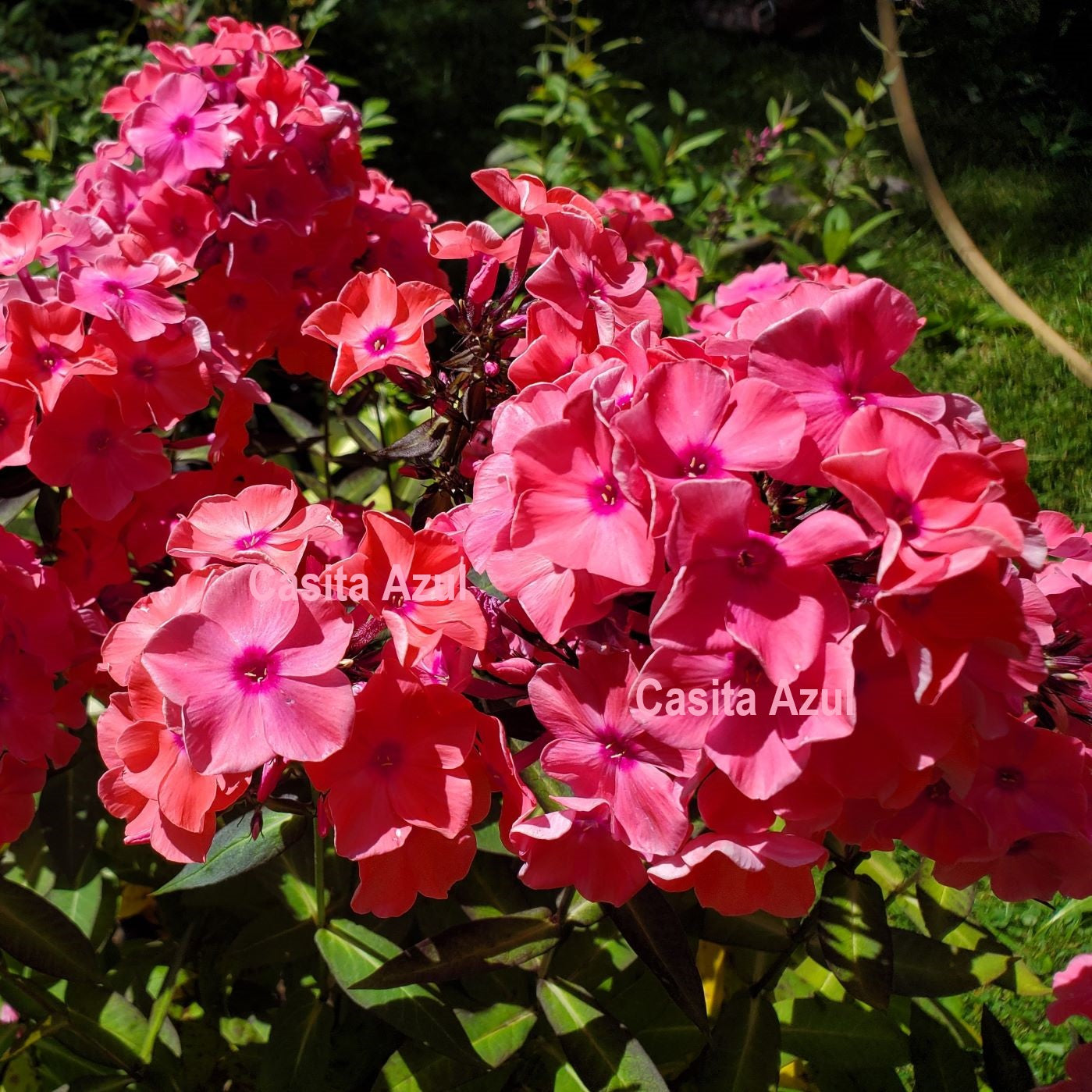 Phlox SWEET SUMMER DREAM tall flowers hardy perennial = 1 Potted Garden Plant (Copy)