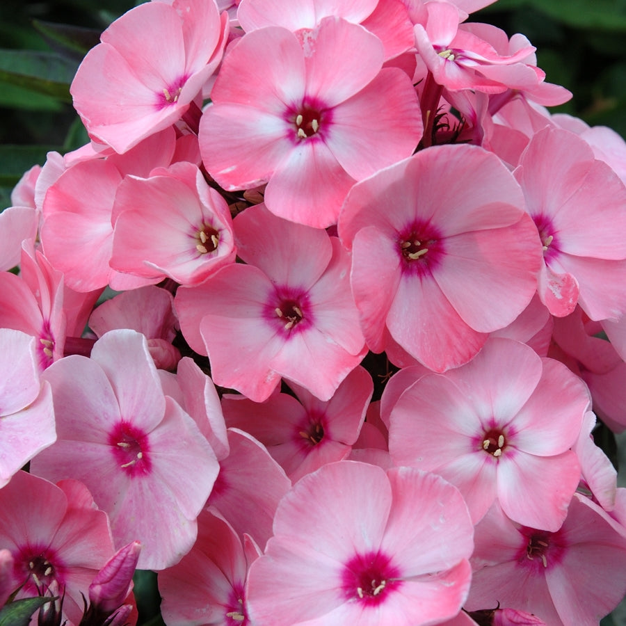 Phlox SWEET SUMMER QUEEN tall flowers hardy perennial = 1 Potted Garden Plant