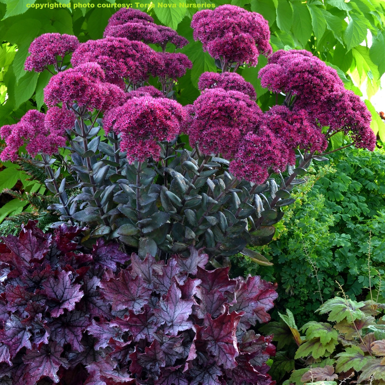 sedum THUNDERHEAD succulent drought tolerant hardy perennial = 1 Potted Garden Plant