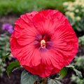 hibiscus VALENTINES CRUSH huge cherry red flowers hardy perennial = 1 Potted Garden Plant