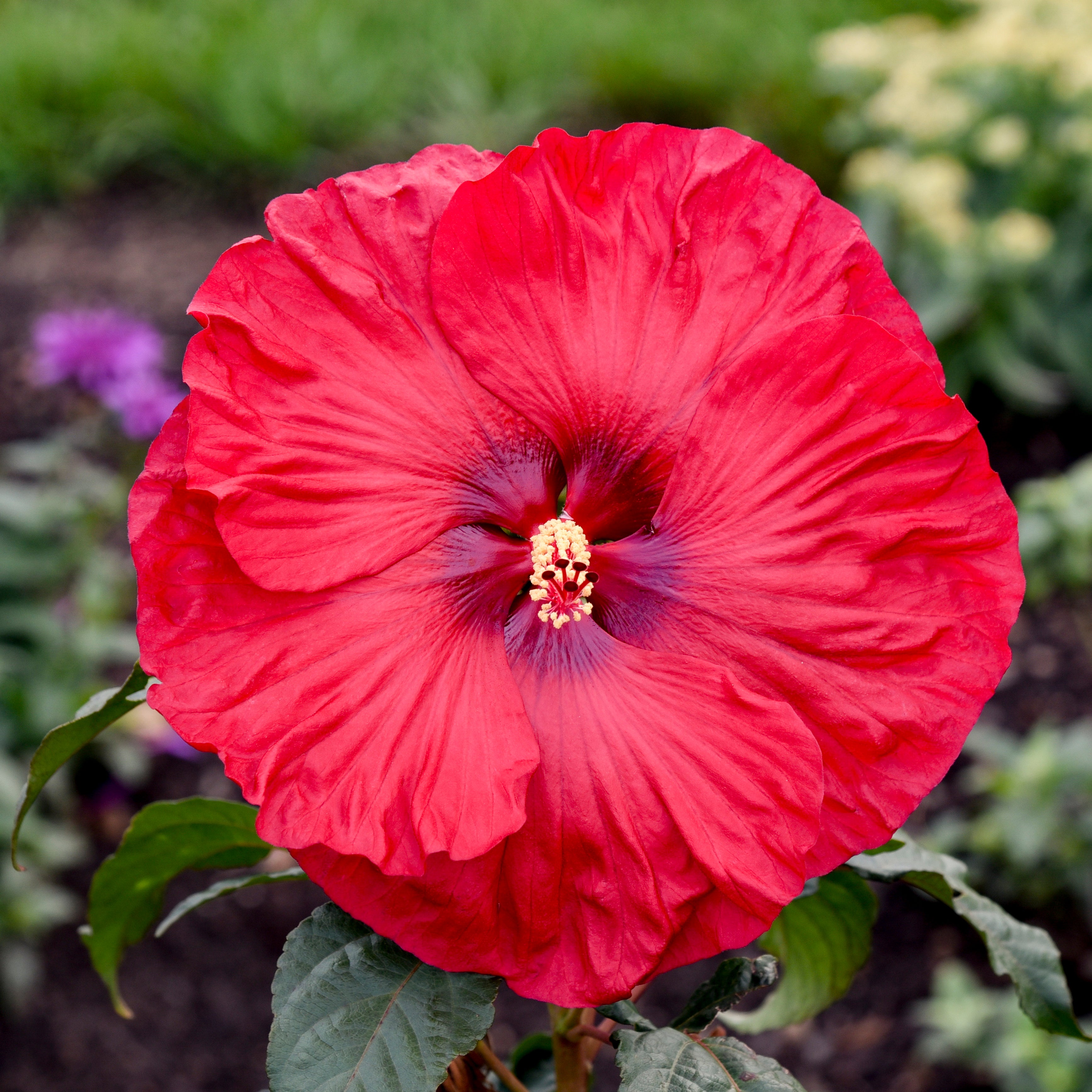 hibiscus VALENTINES CRUSH huge cherry red flowers hardy perennial = 1 Potted Garden Plant