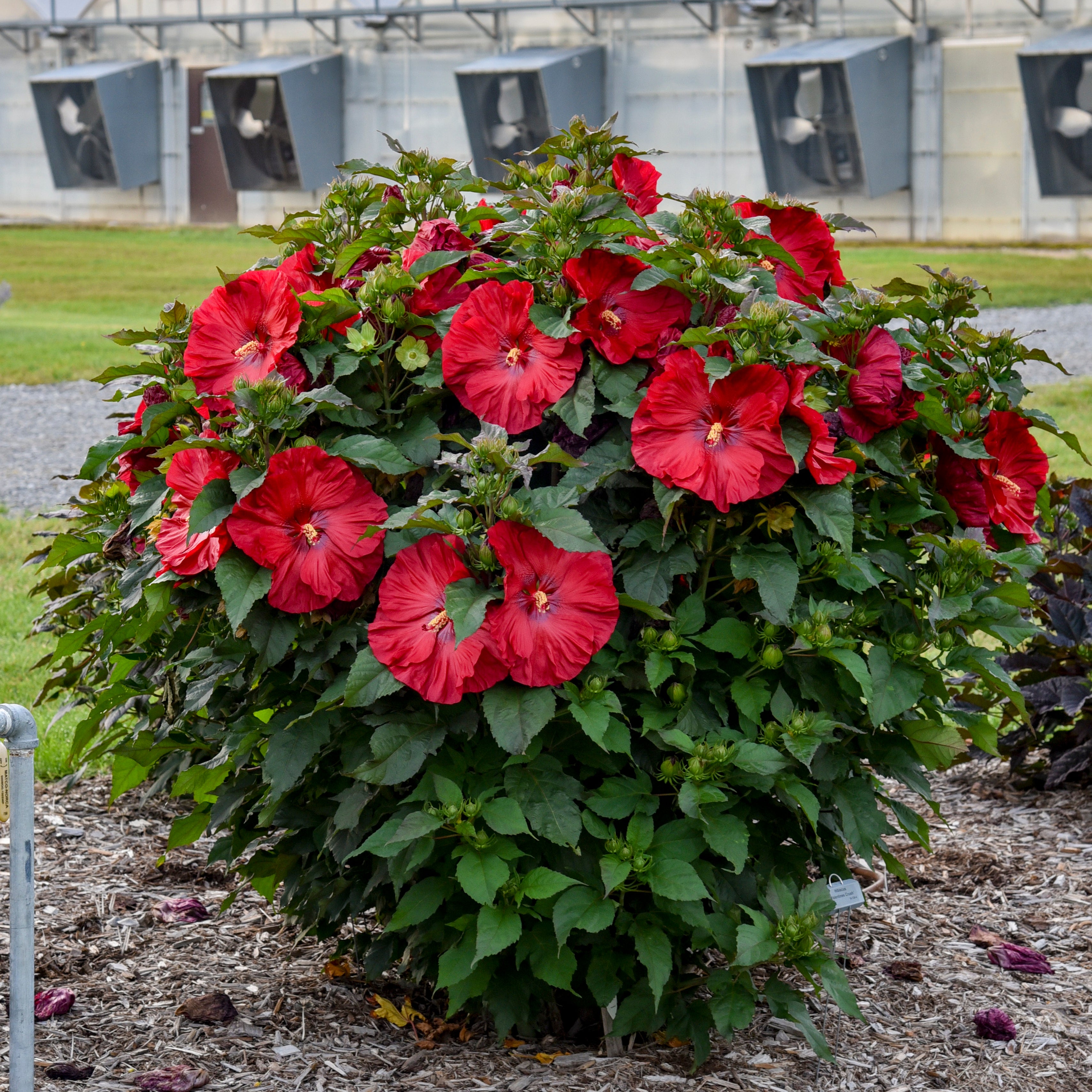 hibiscus VALENTINES CRUSH huge cherry red flowers hardy perennial = 1 Potted Garden Plant