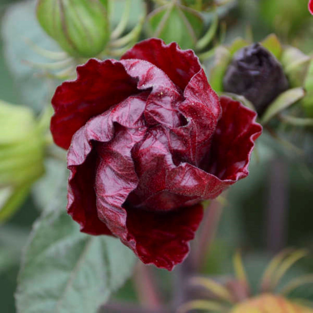 hibiscus VINTAGE WINE huge red flowers hardy perennial = 1 Potted Garden Plant
