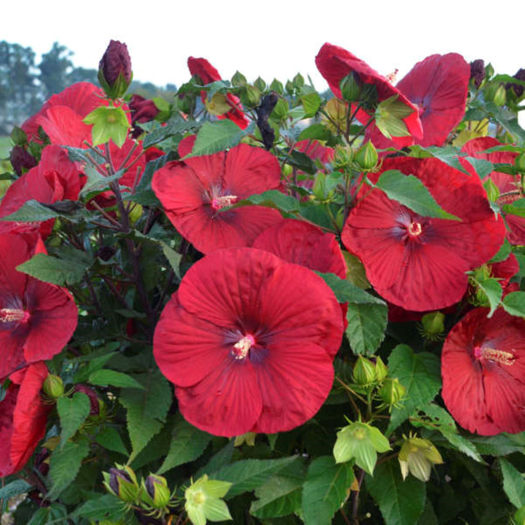 hibiscus VINTAGE WINE huge red flowers hardy perennial = 1 Potted Garden Plant