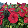 hibiscus VINTAGE WINE huge red flowers hardy perennial = 1 Potted Garden Plant