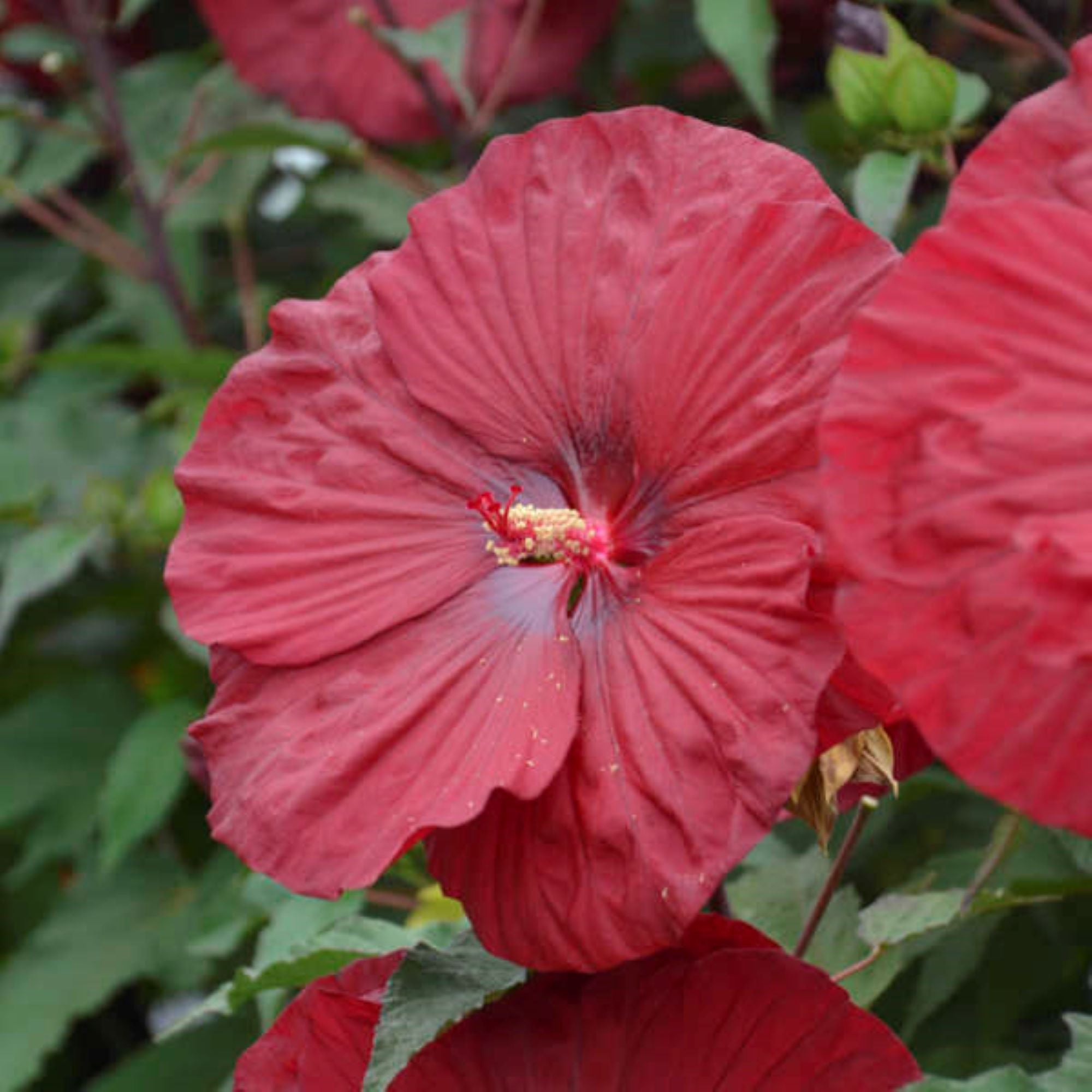 hibiscus VINTAGE WINE huge red flowers hardy perennial = 1 Potted Garden Plant