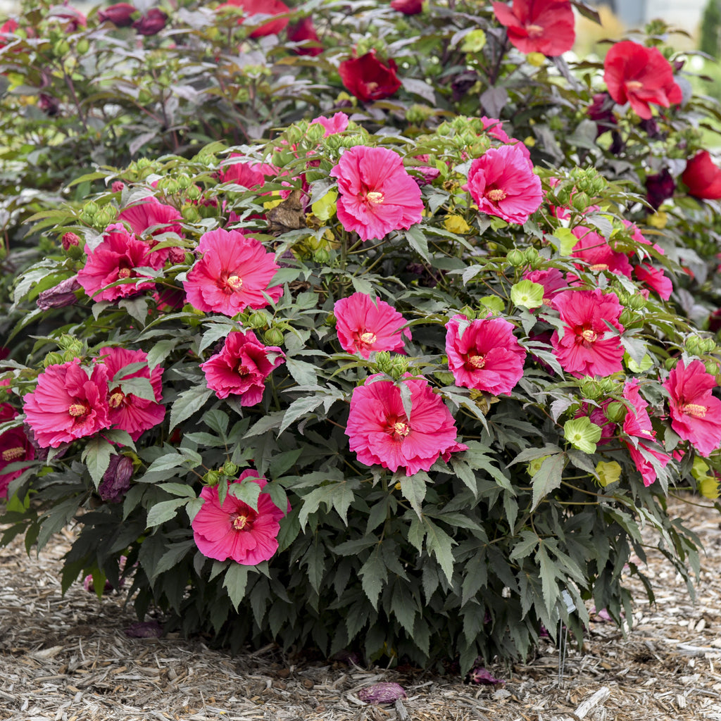 hibiscus WATERMELON RUFFLES huge magenta pink flowers hardy perennial = 1 Potted Garden Plant