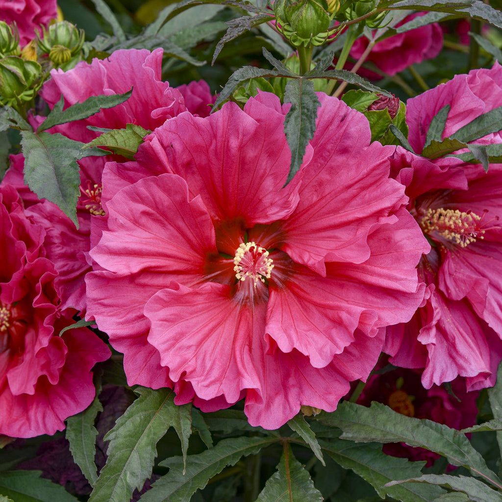 hibiscus WATERMELON RUFFLES huge magenta pink flowers hardy perennial = 1 Potted Garden Plant