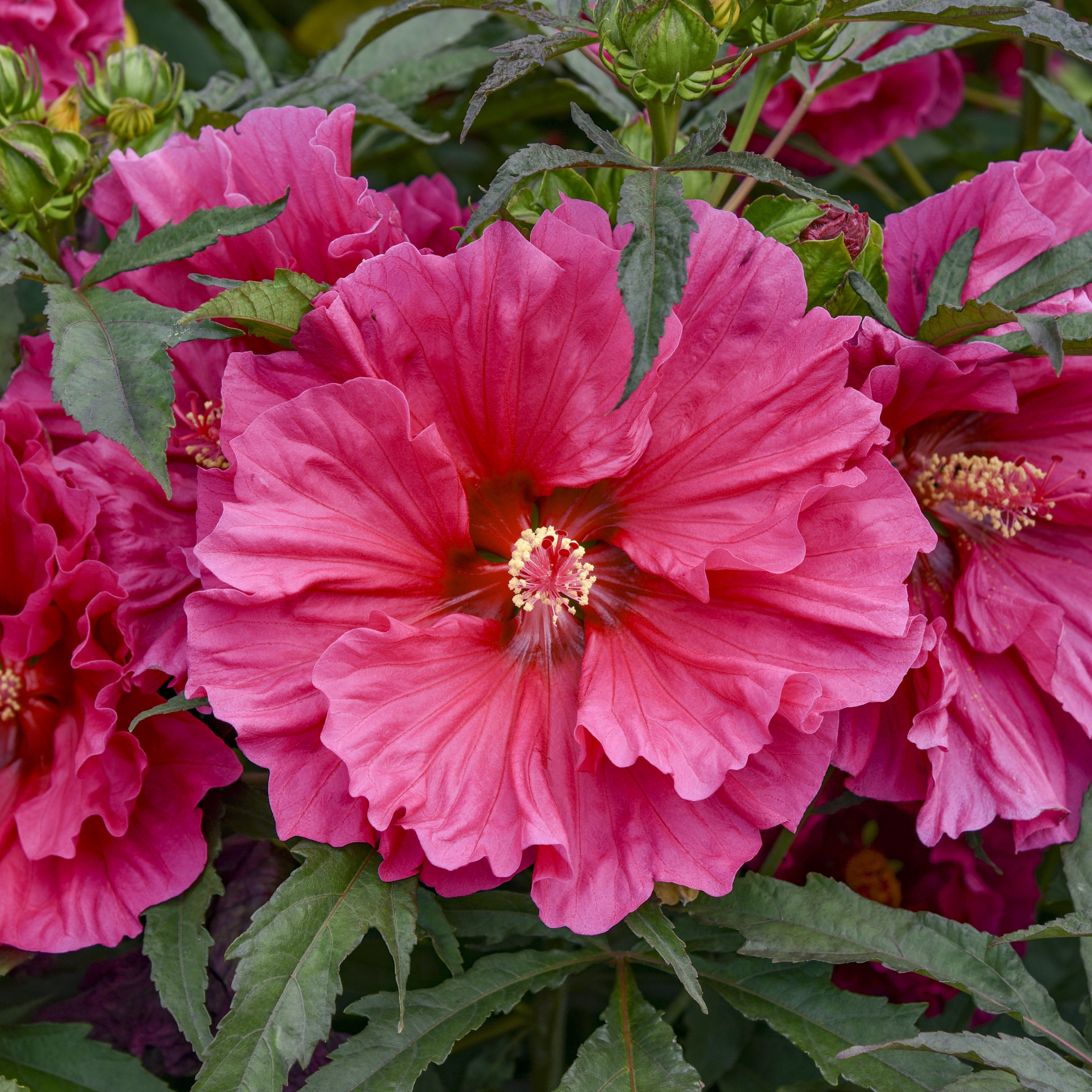 hibiscus WATERMELON RUFFLES huge magenta pink flowers hardy perennial = 1 Potted Garden Plant