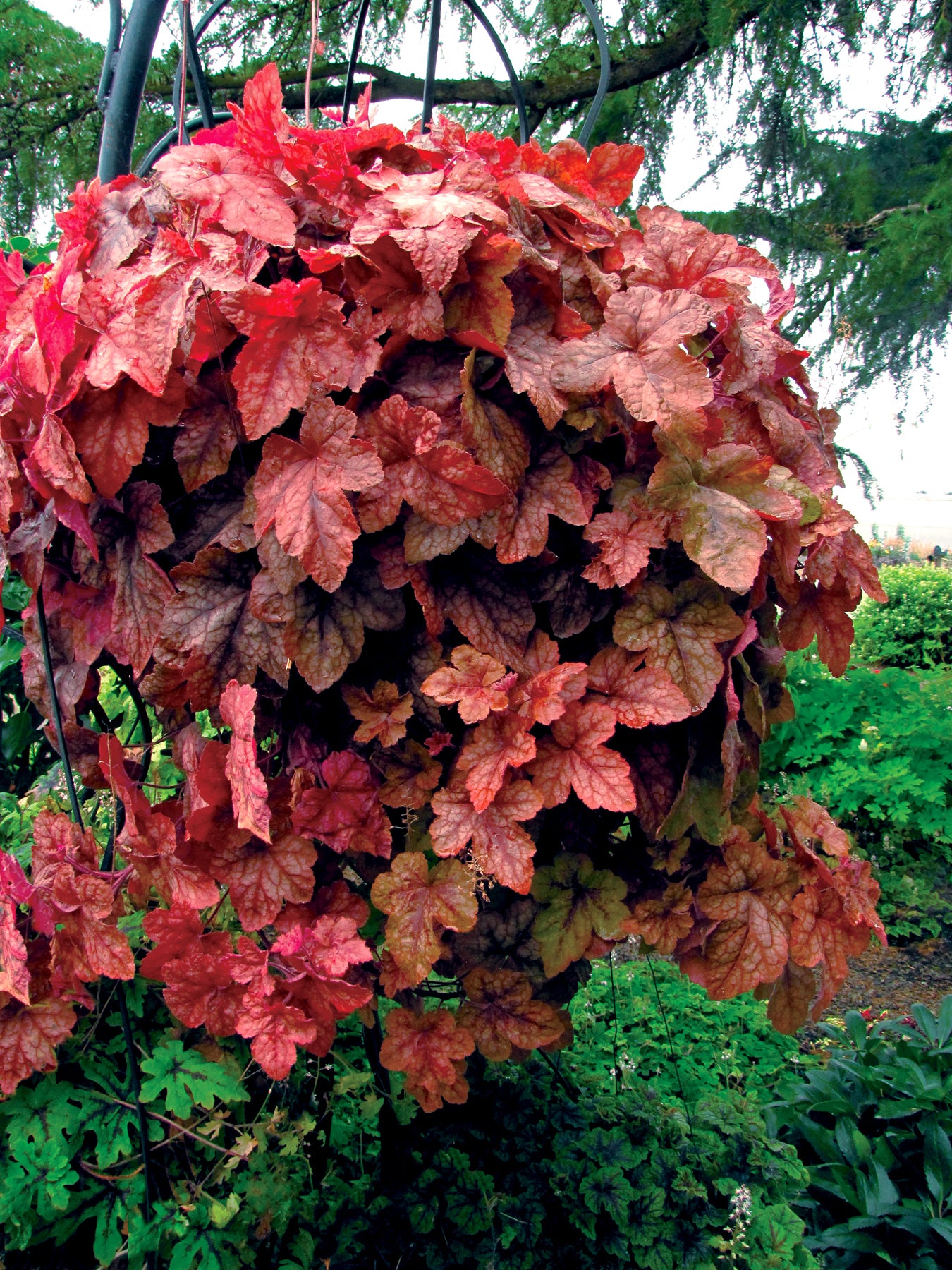 heucherella REDSTONE FALLS unique coral bells orange alumroot heuchera hardy perennial = 1 Potted Garden Plant