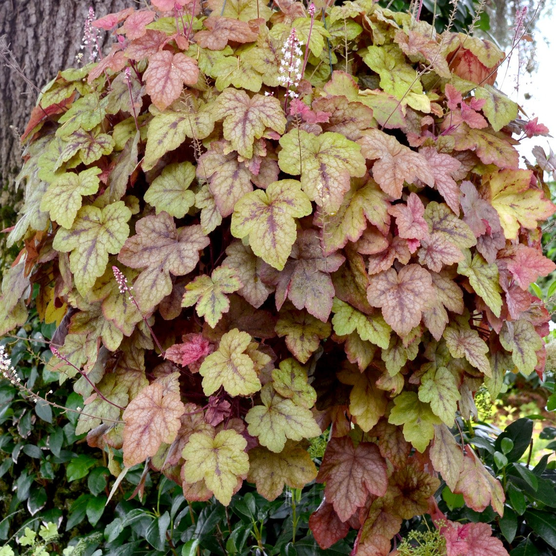 heucherella REDSTONE FALLS unique coral bells orange alumroot heuchera hardy perennial = 1 Potted Garden Plant