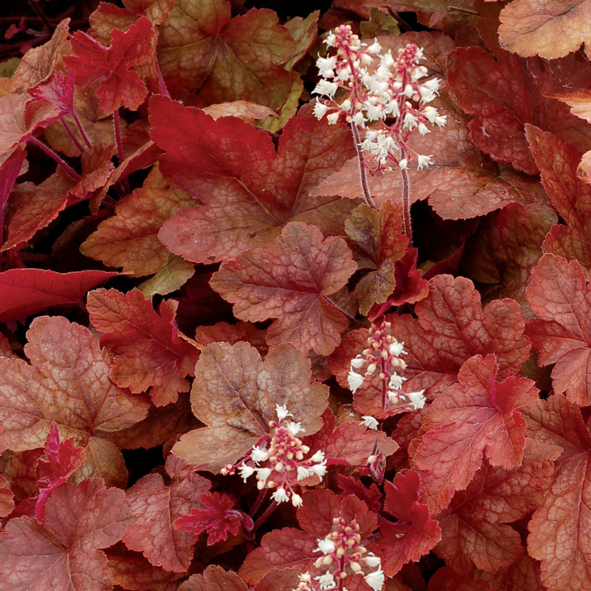 heucherella REDSTONE FALLS unique coral bells orange alumroot heuchera hardy perennial = 1 Potted Garden Plant