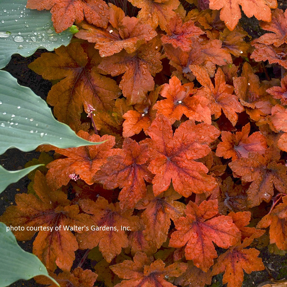 heucherella PUMPKIN SPICE unique coral bells alumroot heuchera hardy perennial = 1 Potted Garden Plant