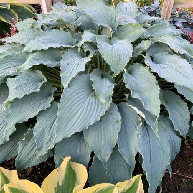 hosta WIND BENEATH my WINGS large giant blue hostas wavy twisted ruffled thick perennial = 1 Potted Garden Plant