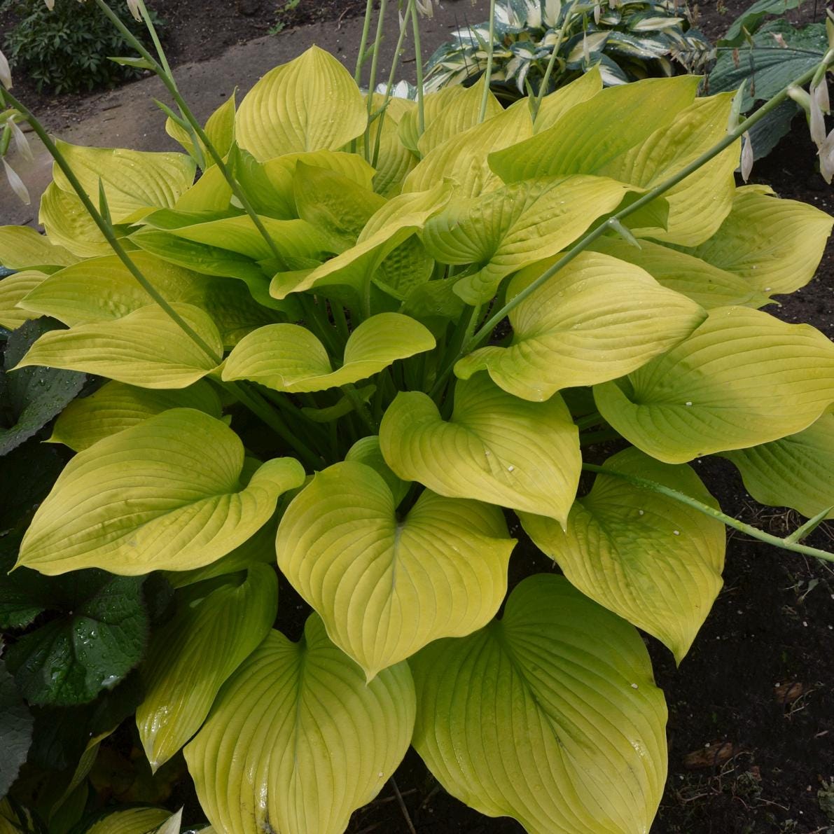 hosta AGE OF GOLD large flowers yellow unusual smooth upright new rare pot perennial = 1 Potted Garden Plant