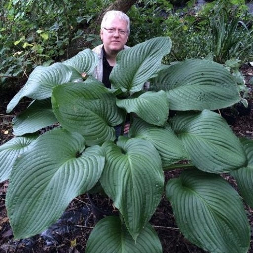 hosta T-REX large thick giant huge gigantic floppy green leaves pot perennial = 1 Potted Garden Plant