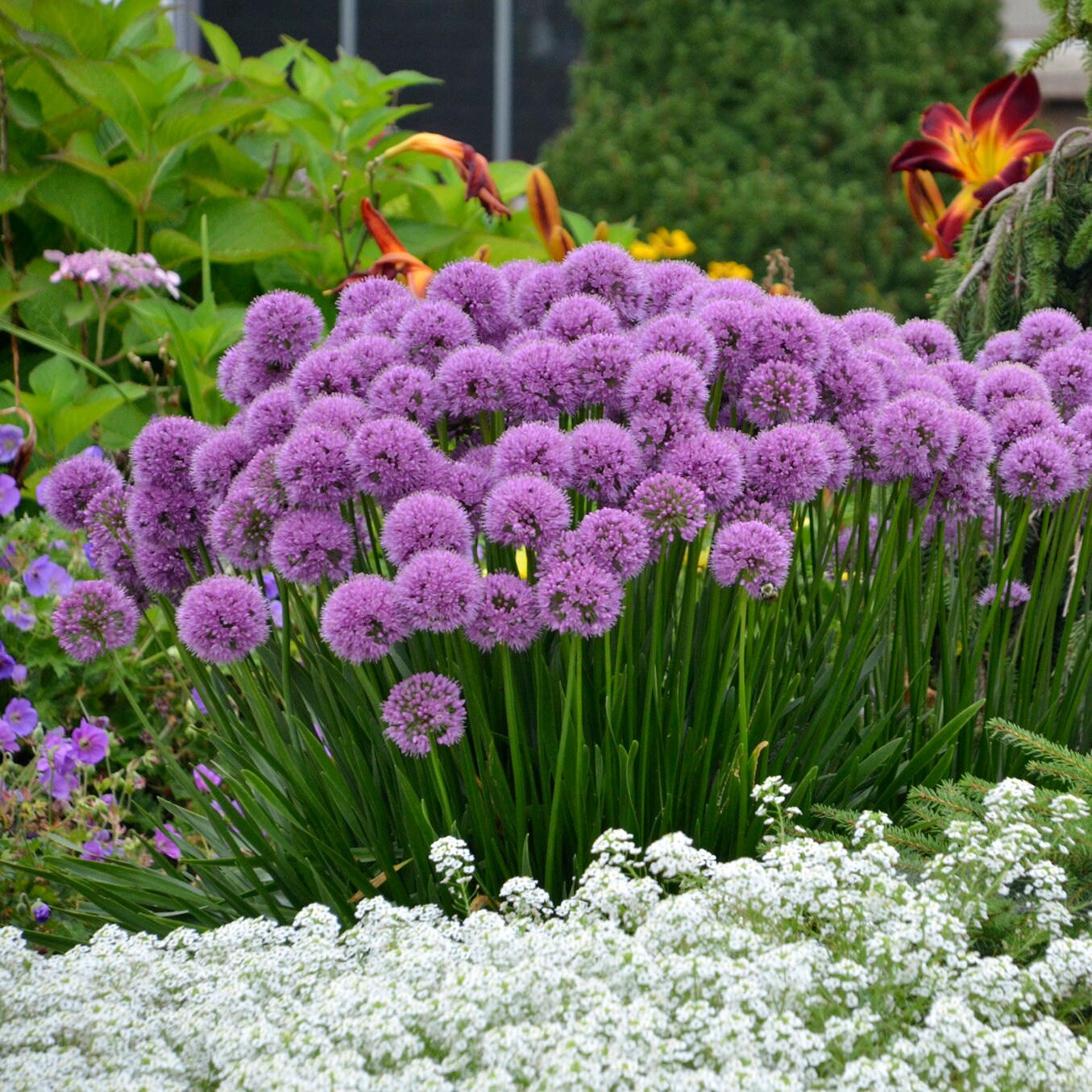 allium MILLENIUM ornamental onion nodding purple herb bee plant hardy perennial = 1 Potted Garden Plant