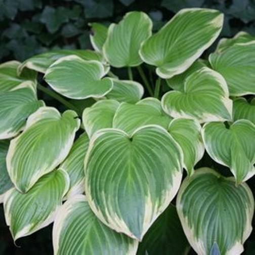 hosta FRAGRANT BOUQUET medium fragrant fast dense blue ribbon disease-free 2.5" pot = 1 Potted Garden Plant